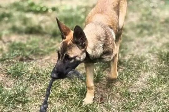 Amber owczarek belgijski malinois, Lubelskie, Lublin