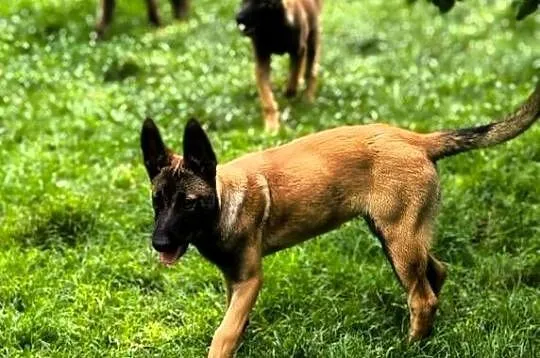 Amber owczarek belgijski malinois, Lubelskie, Lublin