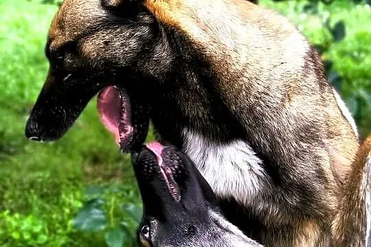 Amber owczarek belgijski malinois, Lubelskie, Lublin