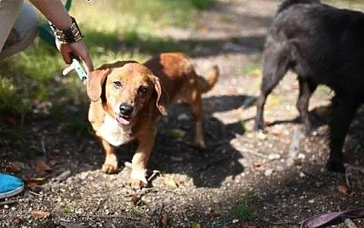 Dojrzały psiak w typie jamnika marnieje w schronis