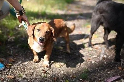 Dojrzały psiak w typie jamnika marnieje w schronis