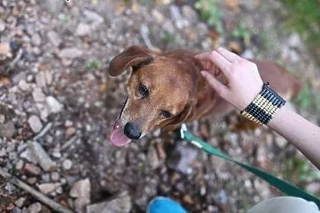 Dojrzały psiak w typie jamnika marnieje w schronis