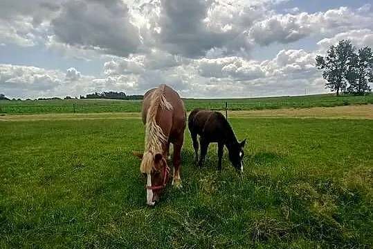 Koń zimnokrwisty, Lubelskie, Chełm