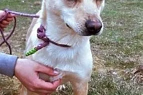 SARA - roczna, przerażona schroniskiem, nieduża sunia do adopcji PILNE,  mazowieckie Warszawa
