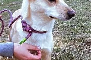 SARA - roczna, przerażona schroniskiem, nieduża sunia do adopcji PILNE,  mazowieckie Warszawa, Mazowieckie, Warszawa