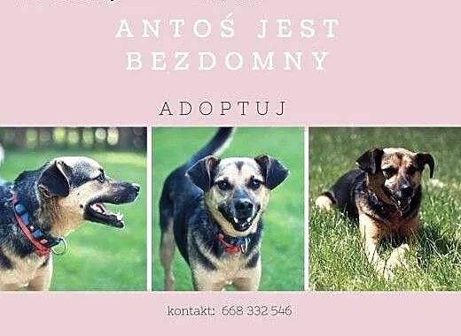 Cudaczek kocha ludzi ponad wszystko - boi się samo