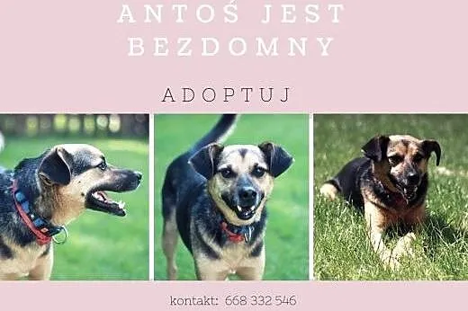 Cudaczek kocha ludzi ponad wszystko - boi się samo