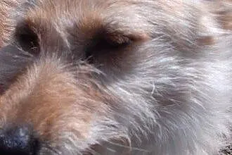 Pimpuś - uroczy pies szuka człowieka który go poko