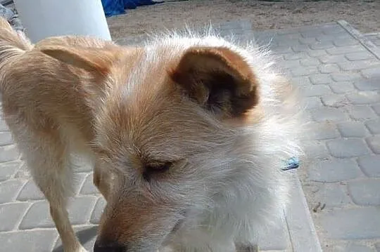 Pimpuś - uroczy pies szuka człowieka który go poko