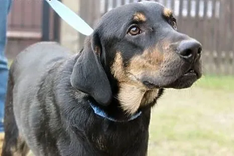 Borys do adopcji ,  śląskie Częstochowa