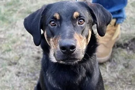 Borys do adopcji ,  śląskie Częstochowa