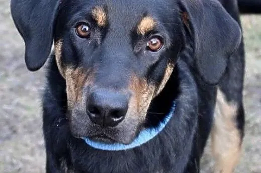 Borys do adopcji ,  śląskie Częstochowa