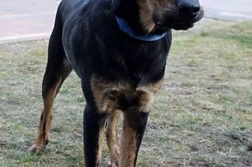 Borys do adopcji ,  śląskie Częstochowa