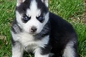 Strona główna Siberian Husky Szczenięta Przeszkole
