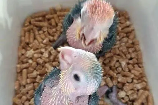 Barwinki Bialobrzuche oswojone