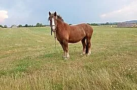 Klacz Niwa