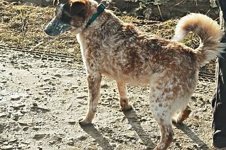 Piegusek kochany,młodziutki, smutny psiak.,  podka
