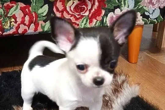 Chihuahua piękny malutki xxs *EFEKT* PIRAT czip