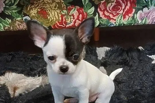 Chihuahua piękny malutki xxs *EFEKT* PIRAT czip, Łódzkie, Kleszczów