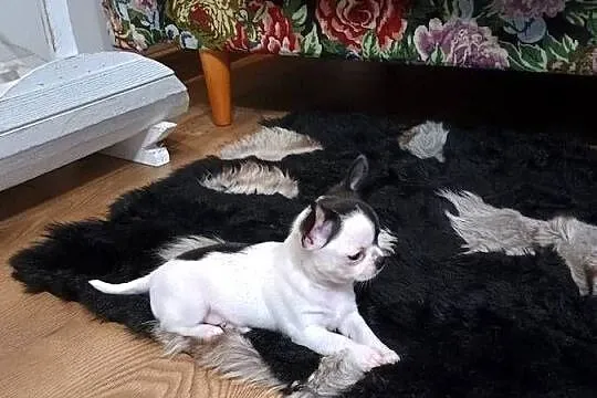 Chihuahua piękny malutki xxs *EFEKT* PIRAT czip, Łódzkie, Kleszczów