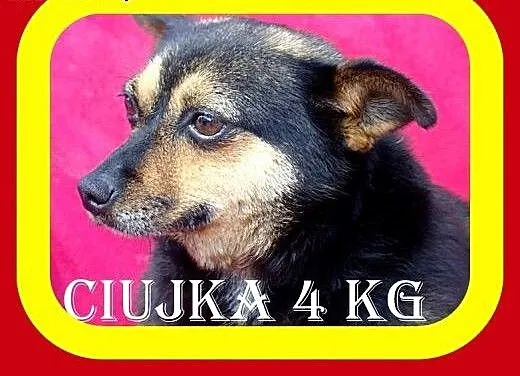 Towarzyska,przytulaśna,spokojna,kochająca człowiek