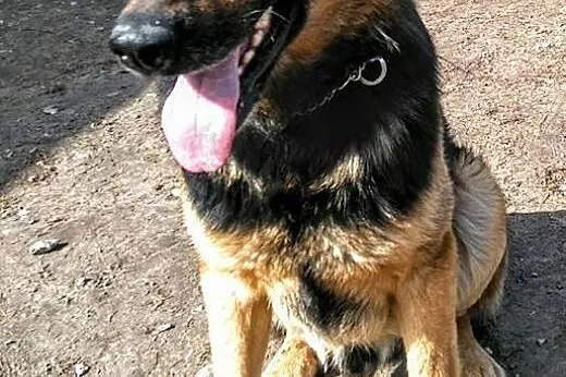Martens, ideał owczarka niemieckiego szuka domu!, 