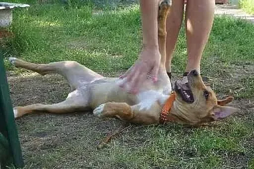 Bona szuka domu!,  dolnośląskie Jelenia Góra