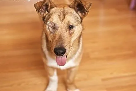 Baścik - mały, smypatyczny, młody - do adopcji,  m