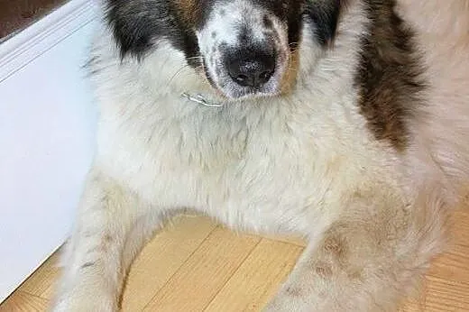 BORYS pies w typie moskiewskiego stróżującego do a