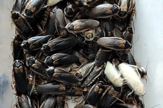 Karaczan Argentyński B. Dubia 250sztuk