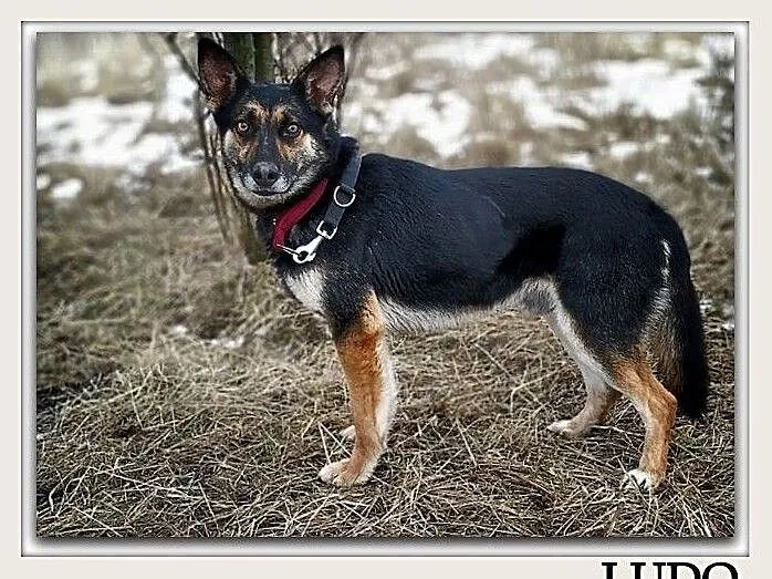 Średni,przyjazny,radosny,owczarek niem.mix,szczepiony piesek LUDO.Adopcja., Mazowieckie, Warszawa