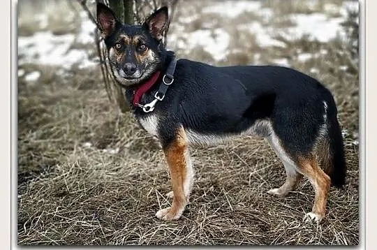 Średni,przyjazny,radosny,owczarek niem.mix,szczepiony piesek LUDO.Adopcja., Mazowieckie, Warszawa