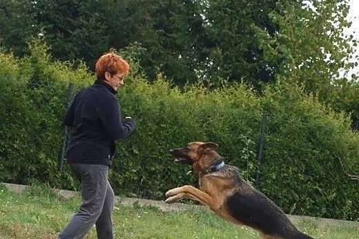 Kolo piękny owczarek szuka wspaniałego domku na ca