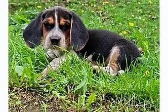 Szczeniaki Beagle tricolor