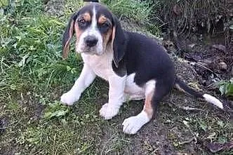 Szczeniaki Beagle tricolor, Małopolskie, Nowy Sącz
