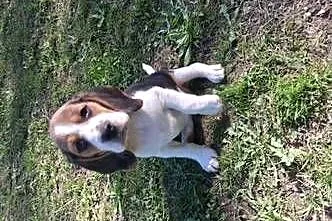 Szczeniaki Beagle tricolor, Małopolskie, Nowy Sącz
