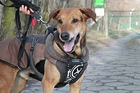 Duży towarzyski psiak Arnal,  dolnośląskie Wrocław