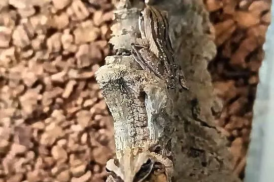 Wielkostopka domowa (Polypedates leucomystax)