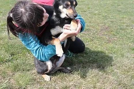 Zuzia szuka domu.,  mazowieckie Radom