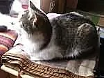 2 letnia kicia Pusia - adopcja
