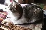 2 letnia kicia Pusia - adopcja