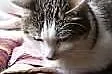 2 letnia kicia Pusia - adopcja