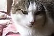 2 letnia kicia Pusia - adopcja