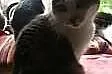 2 letnia kicia Pusia - adopcja