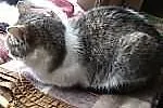 2 letnia kicia Pusia - adopcja