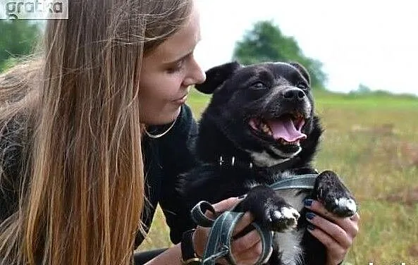 Czekam w schronisku już długo zabierz mnie do domu, , Wrocław
