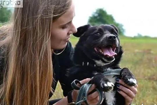 Czekam w schronisku już długo zabierz mnie do domu