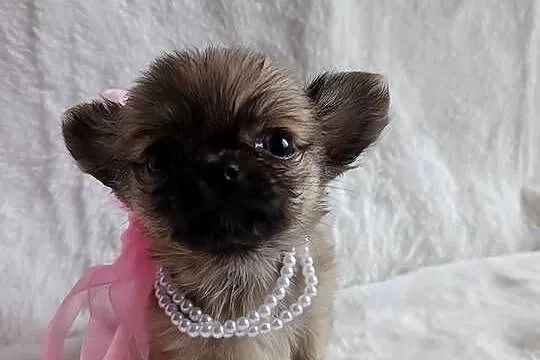Chihuahua dziewczynka suczka XS dlugowlosa