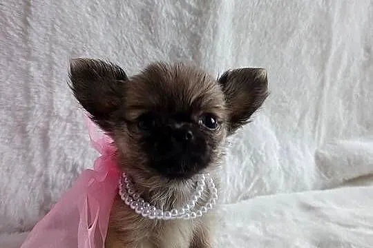 Chihuahua dziewczynka suczka XS dlugowlosa, Kujawsko-pomorskie, Inowrocław