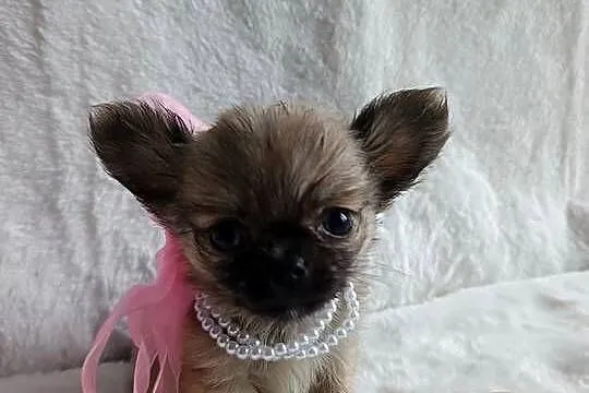 Chihuahua dziewczynka suczka XS dlugowlosa, Kujawsko-pomorskie, Inowrocław
